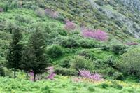 The beautiful spring landscape surrounding Ephesus.