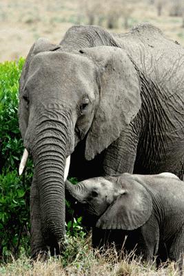 RTW0090 Baby elephant and Mom