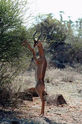 RTW0076 Gerenuk streches for food