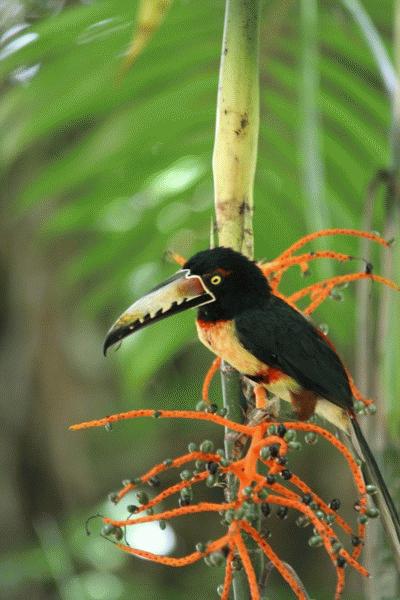 A Collared Anarachi in Parque Nacional de Tikal