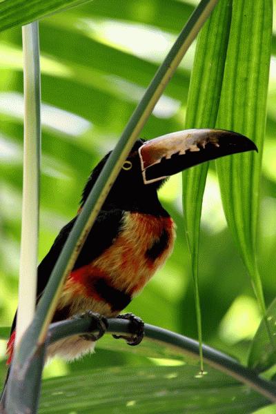Peter and Paul agree this is one cool looking bird