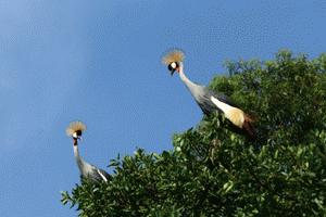 The beautiful Crested cranes, Uganda's national bird, were a common sight at Lake Bunyoni