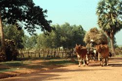 Or have the cattle bring their own rick stalks back to the barn for consumption.