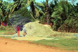 As we entered most villages, we saw rice and rice stalks drying next to the road. The Cambodians are very industrious.