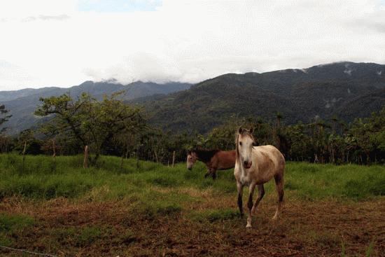 The horse corral at Miguel's farm.  His farm has a 360 degree view. Magnificant!