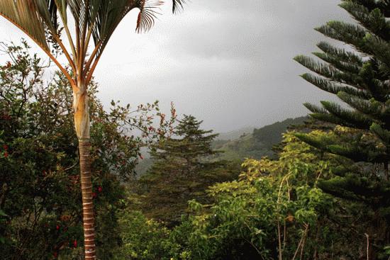 The diverse flora from Miguel's balconey.