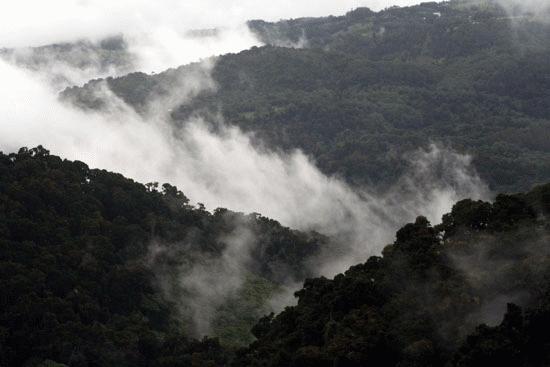 Morning has broken over the oak cloud forest of the Talamanca Mountains.