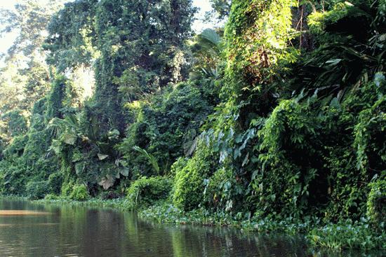 A veiw of the canals of Tortuguero