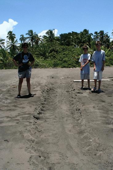 The path of the green sea turtle we watched the night before returning to the sea. This path is about 4 feet across.