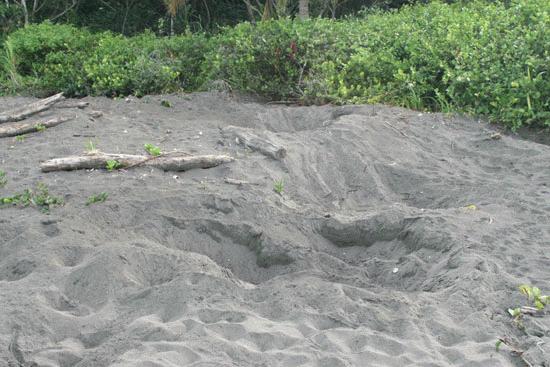 These are the holes green sea turtles create in the egg laying process. Each hole is about 6' in diameter and 4' deep.