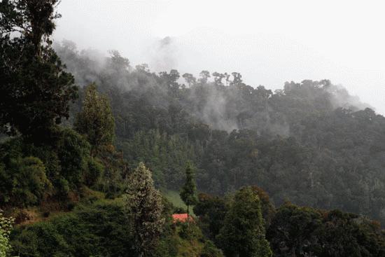 Overlooking a cloud forest from Serrano's camp at 8500 feet. This is the home of the beautiful resplendent Quetzal