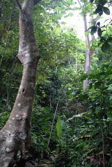 Dry Tropical Rainforest. Pacific coast, Costa Rica.