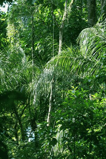 Wet Tropical Rainforest. Caribe Side, Tortuguero.