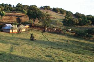 Ole-Ronkei's farm in Enoosaen. Kenya