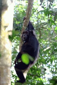 Photographing these magnificent animals was difficult and many times unsuccessful. In addition, dangerous. I had a hard melon hit me on top of my head while taking pictures.