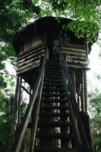 This was our accomodation in the park. We were 500 meters in the jungle and away from all people, which allowed us to roam around and view for wildlife without disturbance.