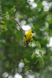 There are also over 350 species of birds in Kibale National Park