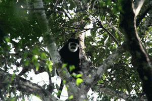 A black and white colobus monkey was the highlight of our first day in the park