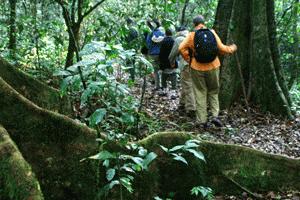 Hiking through this tropical rainforest was not as difficult as other tropical hikes in other countries, but we did see several flora species we were familiar with.