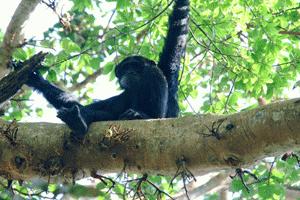 Our first sighting of a chimpanzee