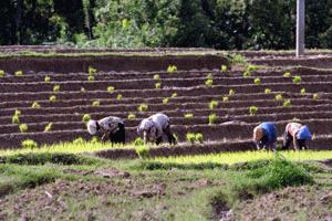 Women plant rice seedlings in a local village.