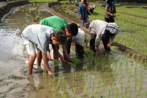 Peter and Therese learn the art of planting rice seedlings.