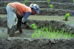 I would have major back ailments after 5 minutes if I planted.  These women were planting 7 hours a day.