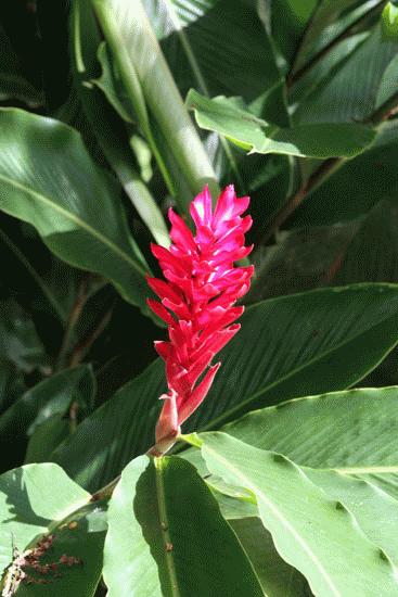 Tropical Flower