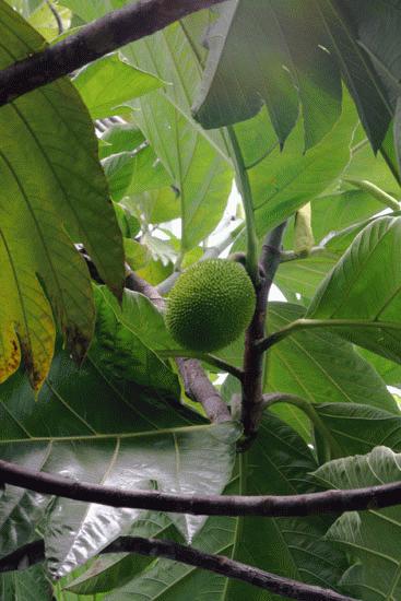 Breadfruit tree and fruit. Fried breadfruit has great nutrition and tastes great.