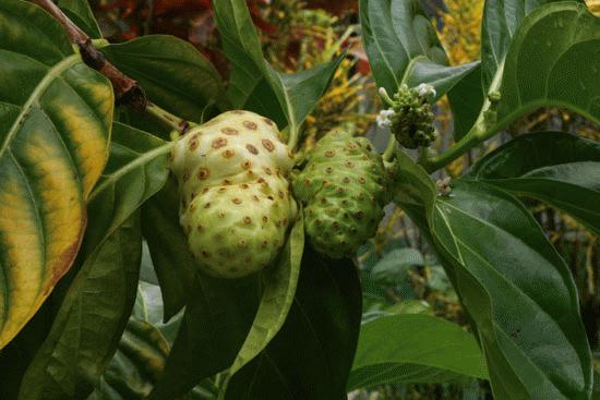 We had this fruit one breakfast.  When sliced this fruit was very much like pineapple.