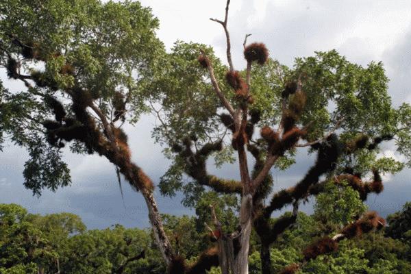 I believe this is a Cieba tree located in Tikal.  The clinging plants on the tree I thought were cool. For any experts is this called a epiphyte (sp)?