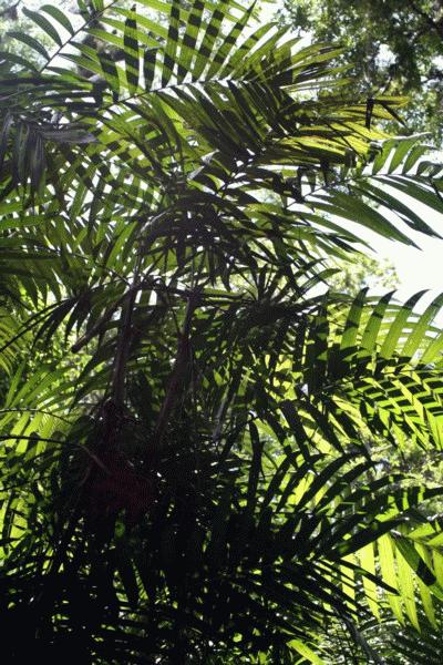 A specie of palm found throughout the Parque Nacional de Tikal rainforest