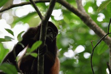 RTW0010  Howler Monkey