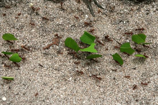 Leaf cutter ants in production.