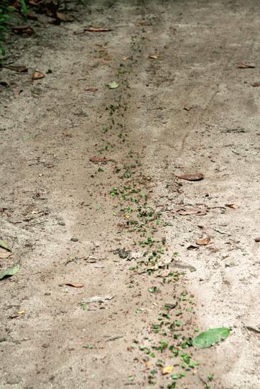 A well worn path of the leaf cutter ants. We were always impressed watching these industrious insects.