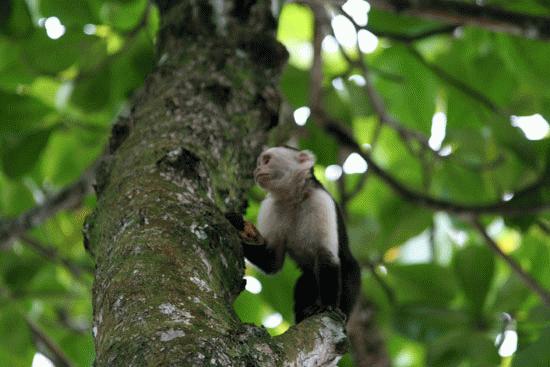 White faced Capuchin in Parque Nacional Cahuita.