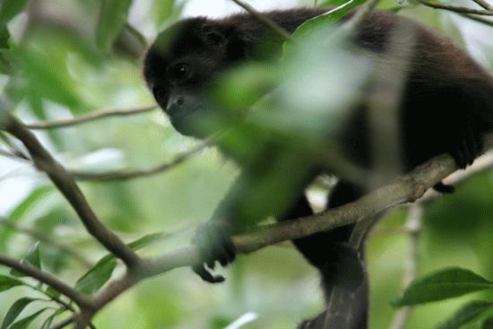 Howler monkey prepares to ponce in Cahuita.