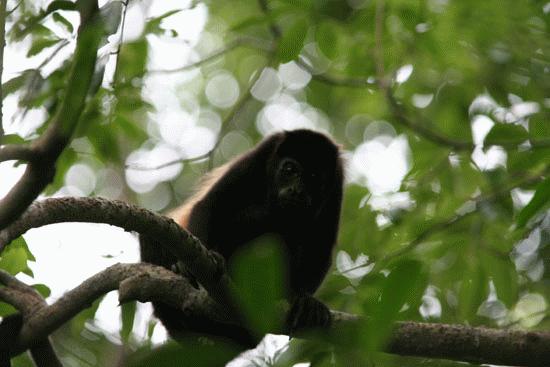 A curious Howler monkey climbs down to see the man with the camera.