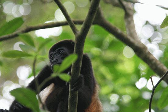 A Howler contemplates life at Cahuita in Costa Rica