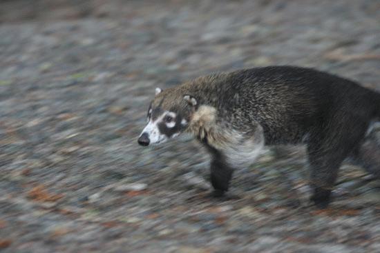 A Coatimundi races across the trail in search of food.