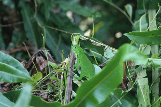 Baby green iguana along the canal route in Tortuguero.