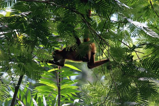 Spider monkey in Tortuguero.