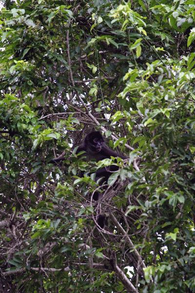 Spider monkey in Tikal