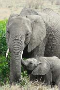 Mom and baby elephant emerge from the brush at Masai Mara