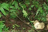 A green poisonious snake slumbers on the trail