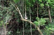 Thomas leaf monkey next to the river.