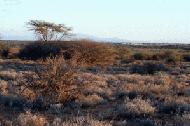 Evening time at Samburu National Park