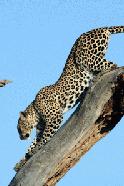 An agile leopard climbs off his perch in Samburu National Park. Leopard sightings are very rare.