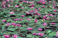 Water lilies near Angkor Wat