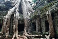 The temples of Ta Phrom demonstrate how the jungles natural forces can take over an entire temple.